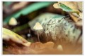champignon 2020 oct-1